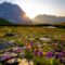 purple petaled flowers near mountain