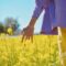 person in brown long sleeve shirt standing on yellow flower field during daytime